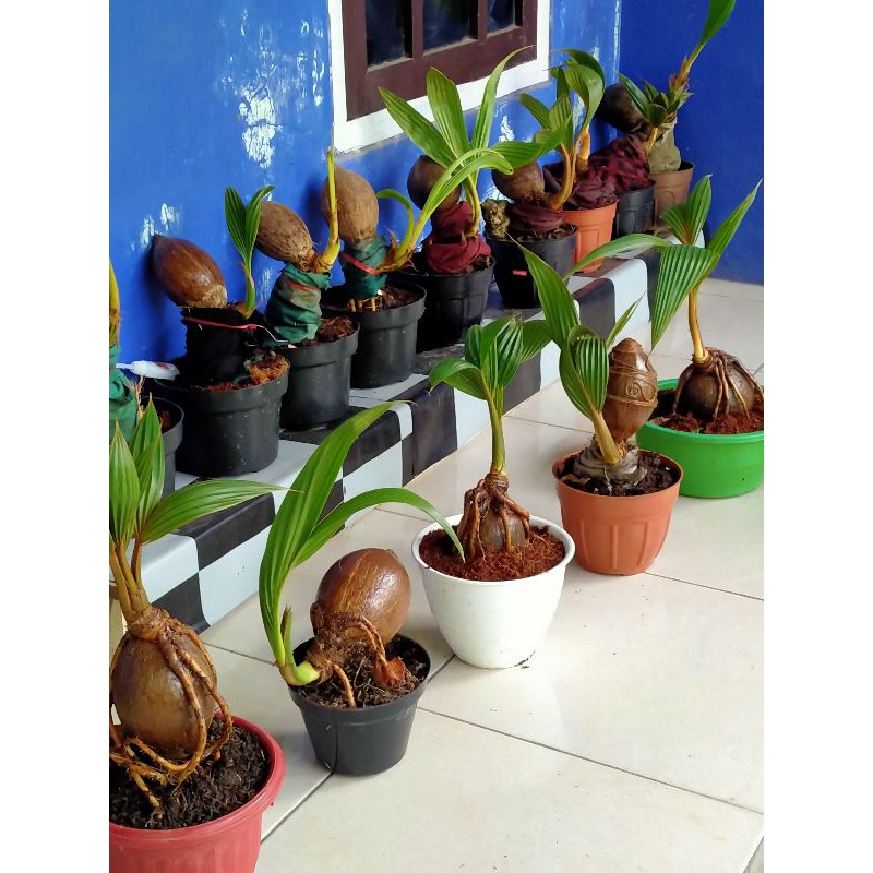 Bonsai kelapa sudah jadi