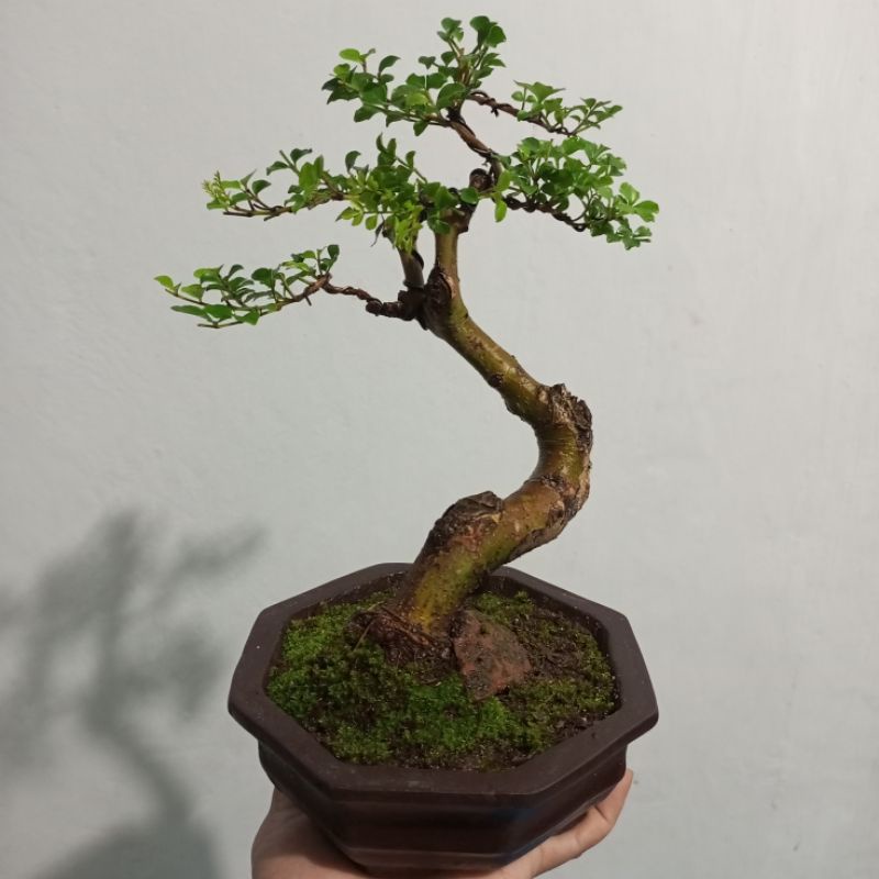 tanaman hias bonsai Kalimantan/Tausi| realpict 100%
