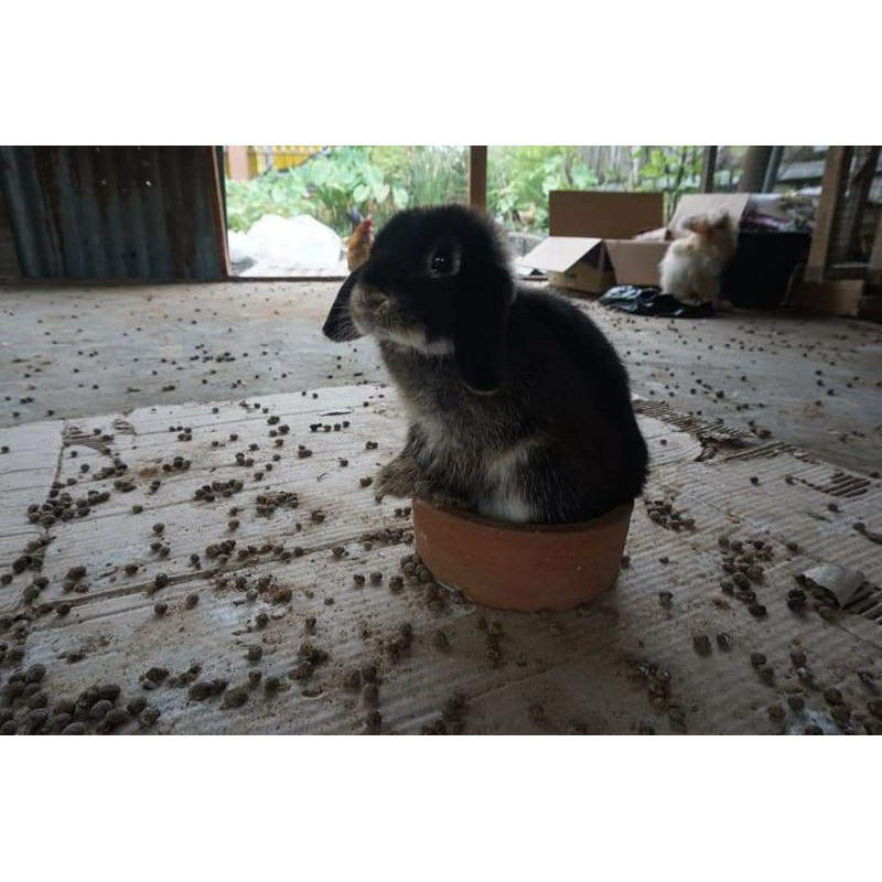 Kelinci Holland Lop bukan Lokal, Rex, Netherland Dwarf, Fuzzy Lop, English Angora, Flemish Giant dll