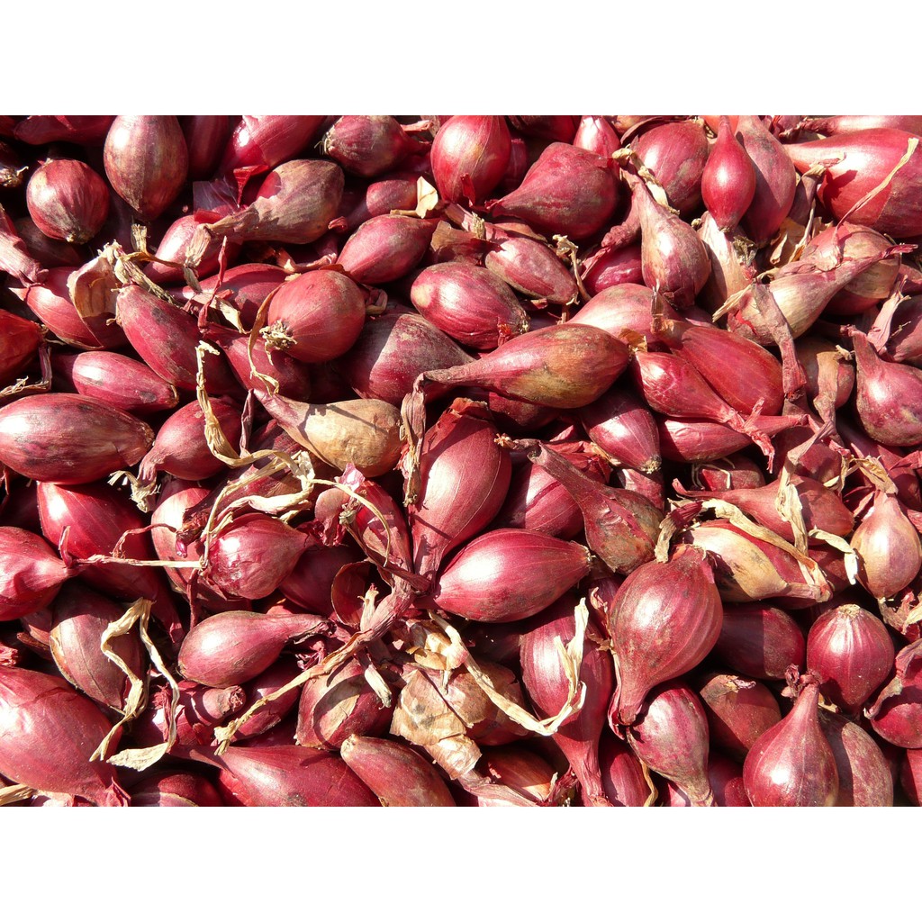 

BAWANG MERAH SUPER 100gr ~ 500gr BISA INSTANT DELIVERY