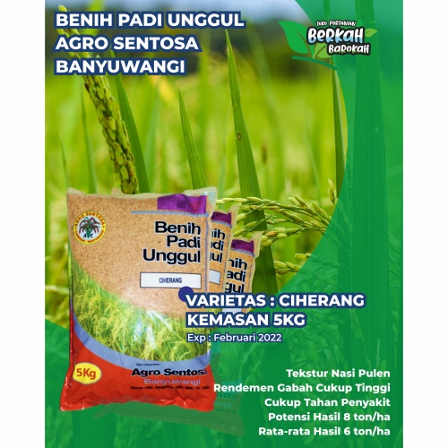 Benih Premium Ciherang Agro Sentosa Banyuwangi 5kg