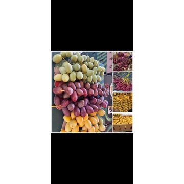 

Kurma Muda /dus (isi 5kg)