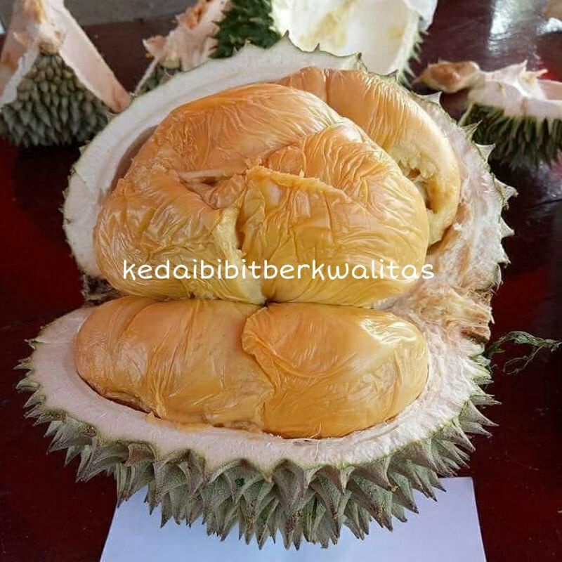 Bibit Durian Duri Hitam Kaki 3 Sudah Okulasi