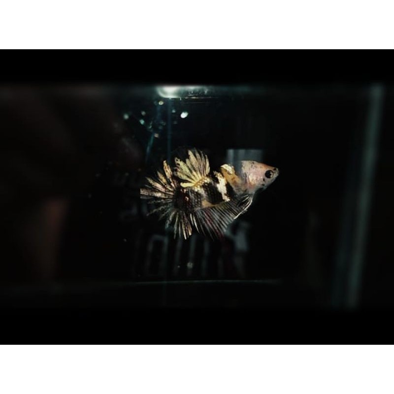 yellow koi gold copper