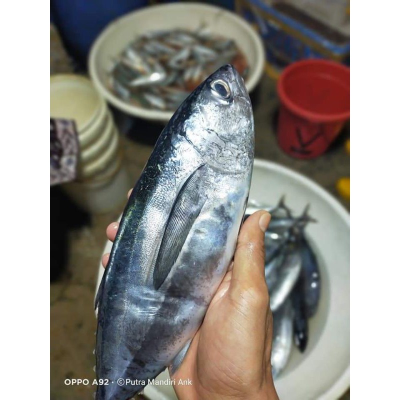 

IKAN baby tuna Frozen