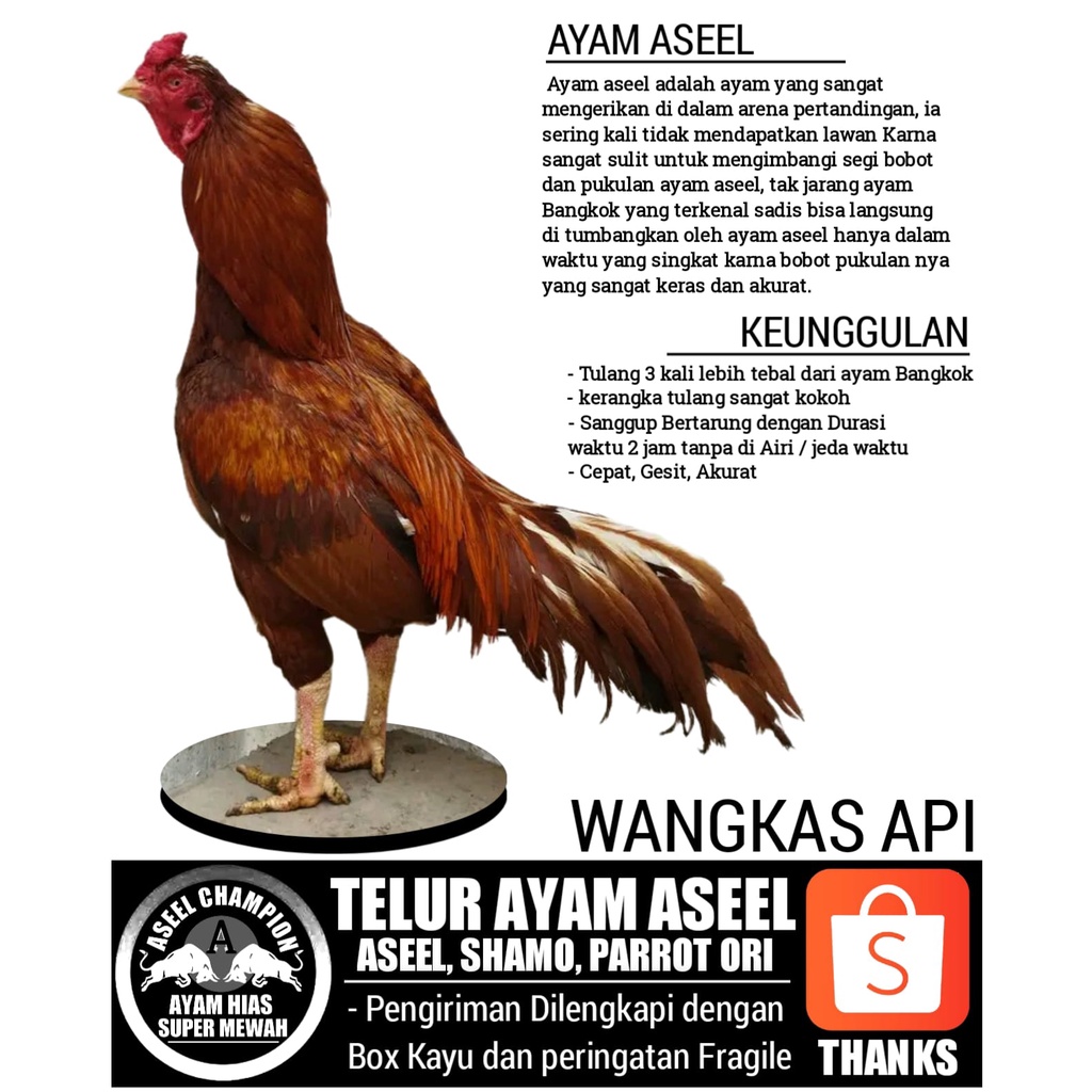 jual telur fertil ayam bangkok impor aseel shamo aduan super original