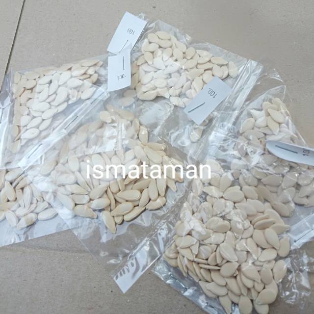 100 butir biji buah beligo kundur