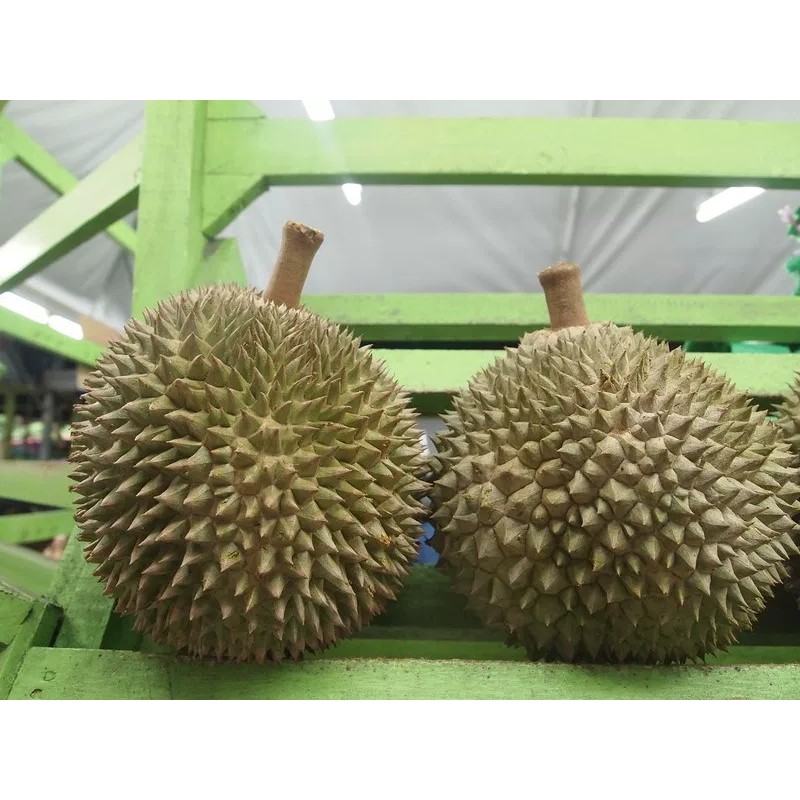 Bibit Durian Duri hitam durian oche blackthorn Unggul