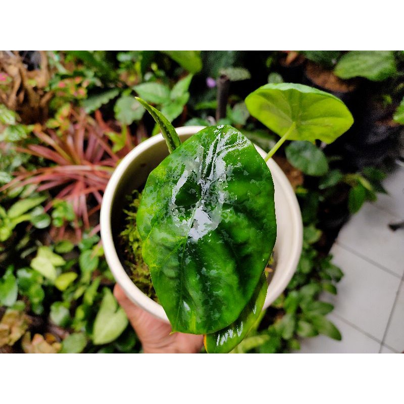 Keladi tengkorak Alocasia Raga manusia hijau / Alocasia Cuprea Green / keladi tengkorak