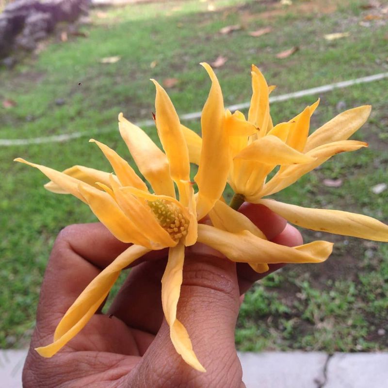 Bibit Bunga Kantil Kuning Terlaris