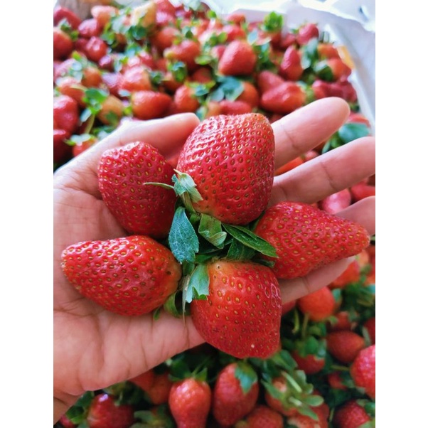 

strawberry