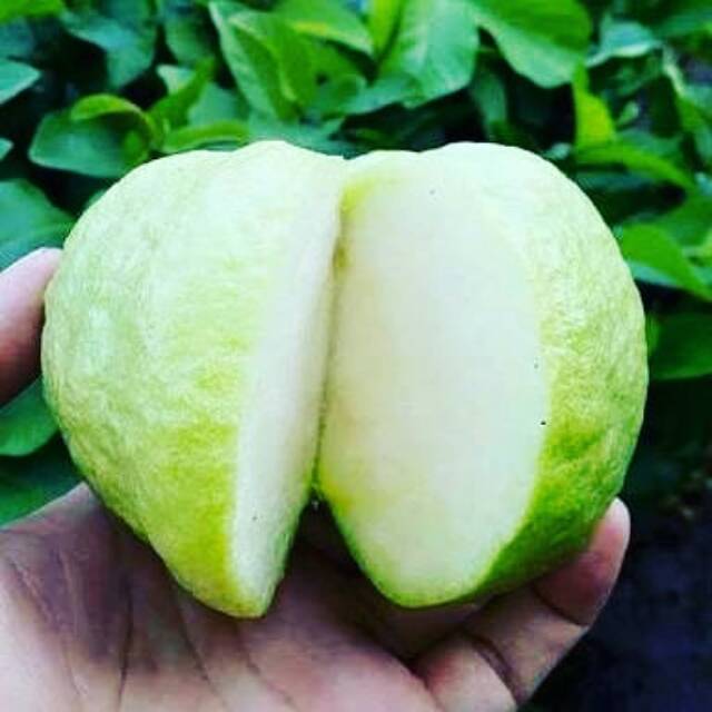 

Jambu kristal