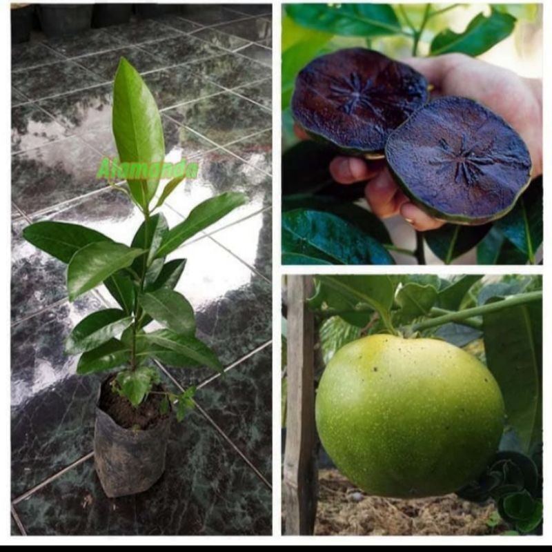 bibit black sapote // bibit buah black sapote sawo hitam jumbo