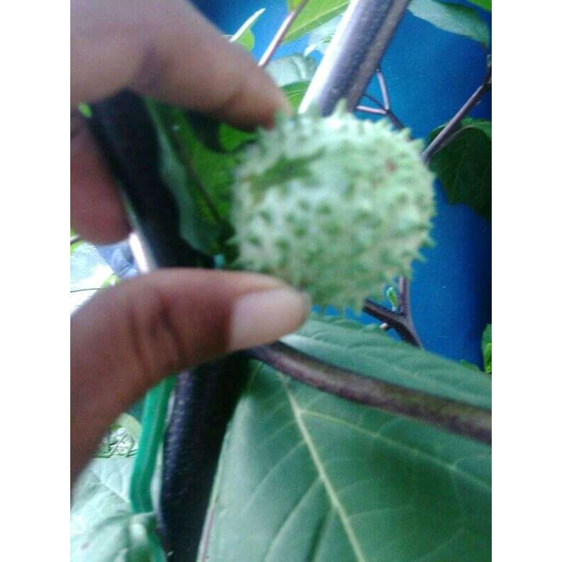 

BUAH KECUBUNG SEGAR ISI 4 BUAH