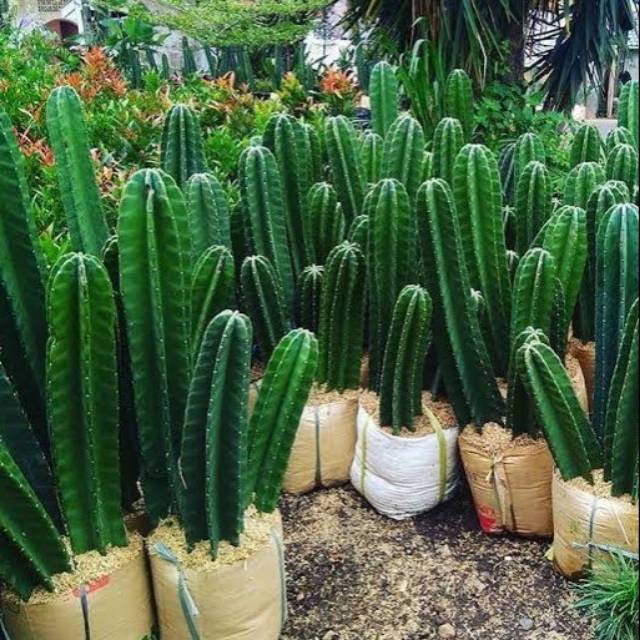 Tanaman hias kaktus  koboi koboy kaktus  belimbing FREE pot  