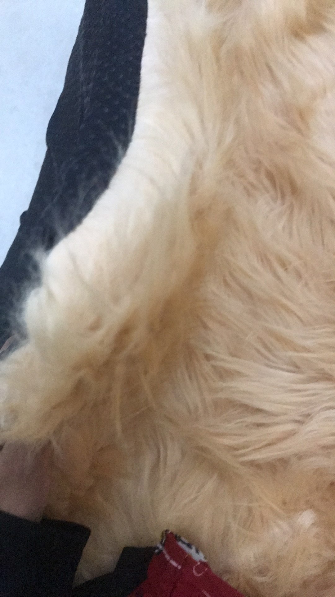 Paket Pembuatan Karpet - 100x150 Cm Tambah Pasang Isian Busa Tebal 3 Cm Dan Antislip