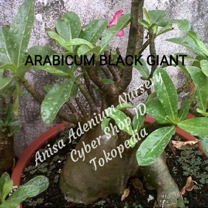Harga Grosiran Seed / Biji / Benih Tanaman Hias Adenium Arabicum Black Giant Import