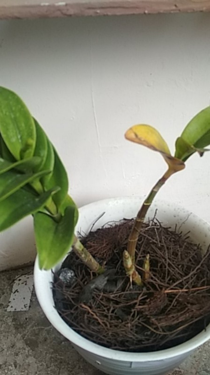 Anggrek Dendrobium Wonleng