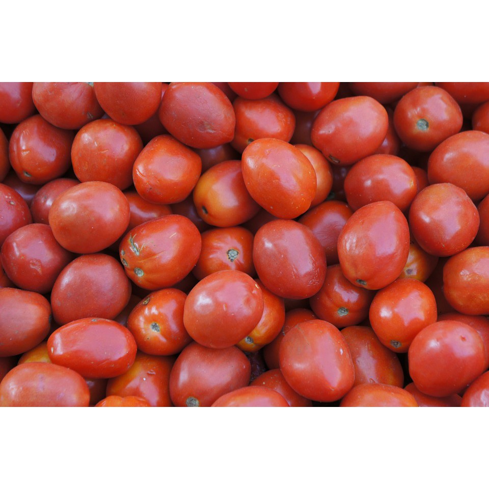 

Tomat Merah fresh 1 kg