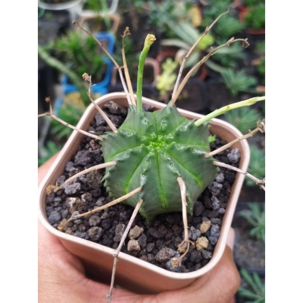 euphorbia valida | kaktus dan sukulen