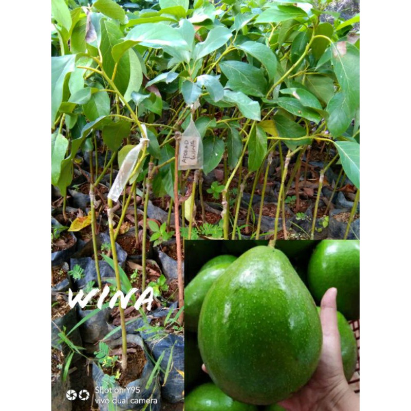 PAKET 3 BIBIT ALPUKAT WINA OKULASI UNGGUL