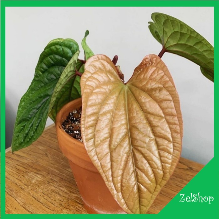 Anthurium Sirih Radican / Anthurium Sirih / Anthurium Radican Ori