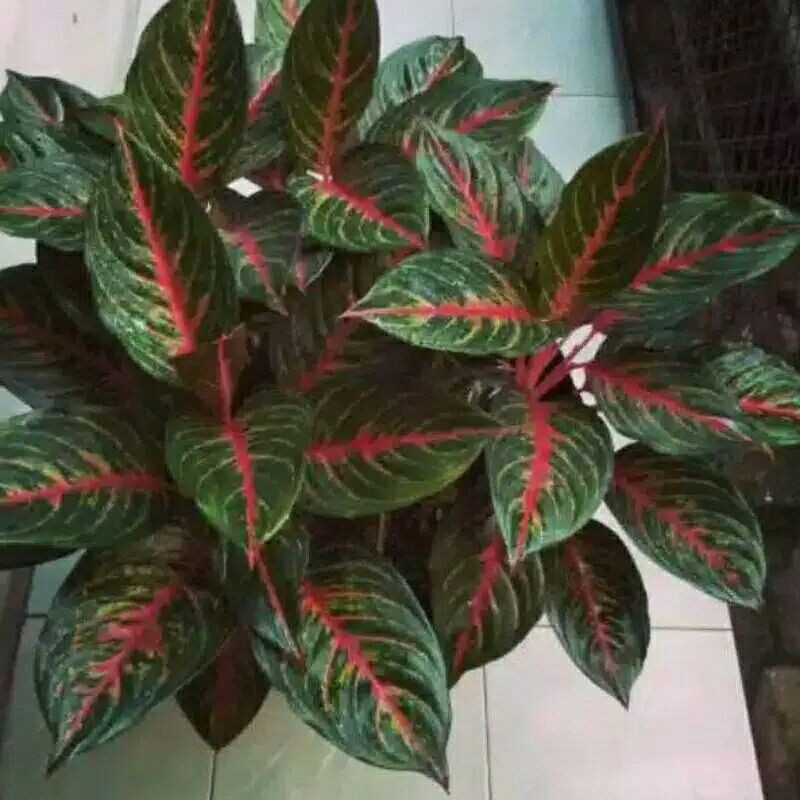 PROMO // Tanaman hias aglonema red borju-Tanaman hias-Aglonema red borju-Red borju bibit-PROMO Borju