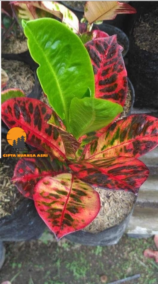 [ PROMO ] Puring Ayu Ting Ting Tanaman Hias - Benih