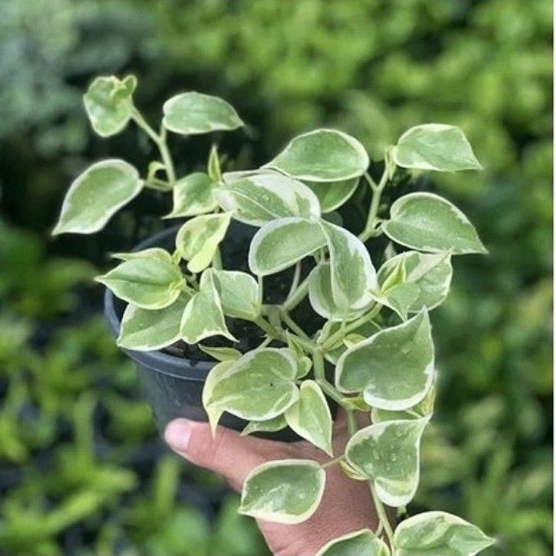 Tanaman Hias Gantung Peperomia Scandens Varigata / Bunga Peperomia Scanden Moonlight