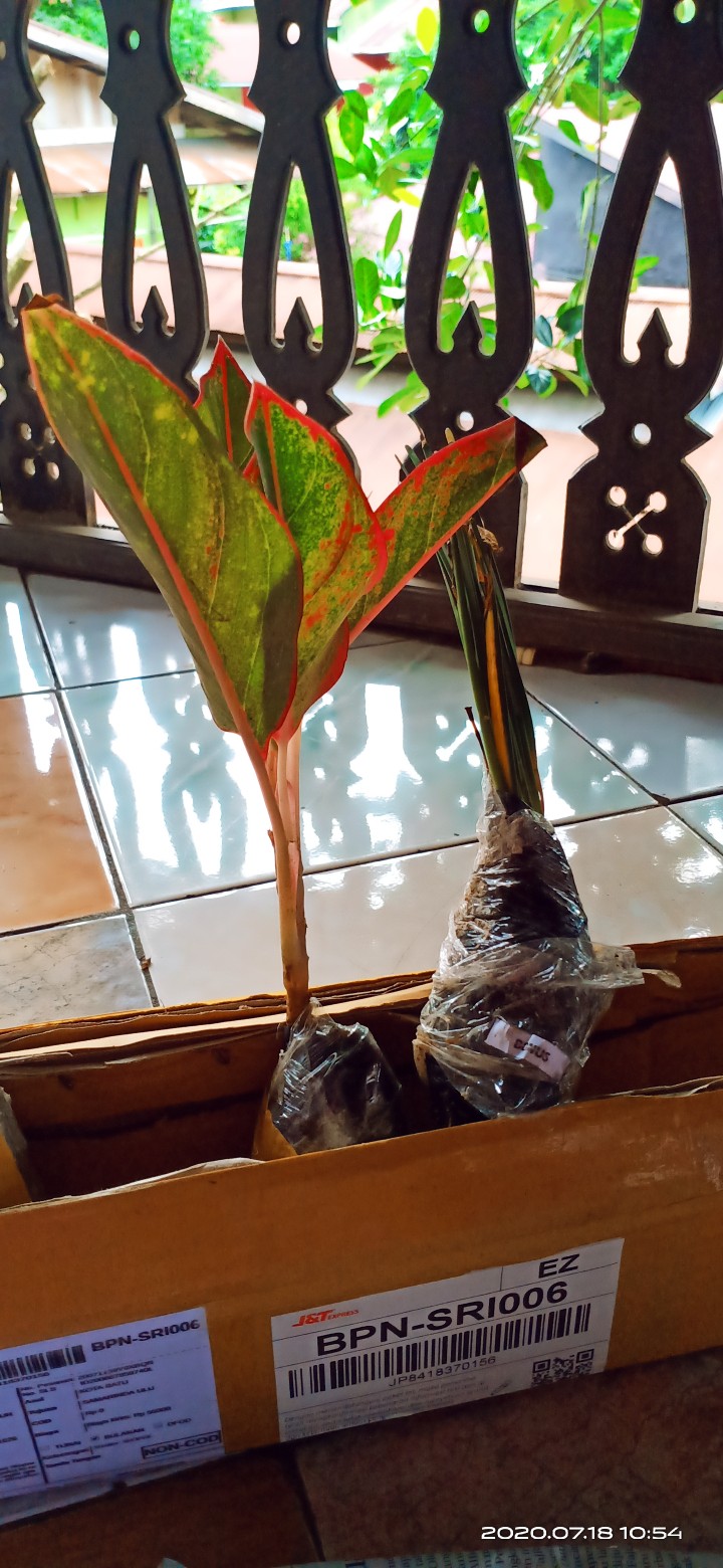 Bibit Tanaman Hias Daun Aglaonema Lipstiksian Aurora