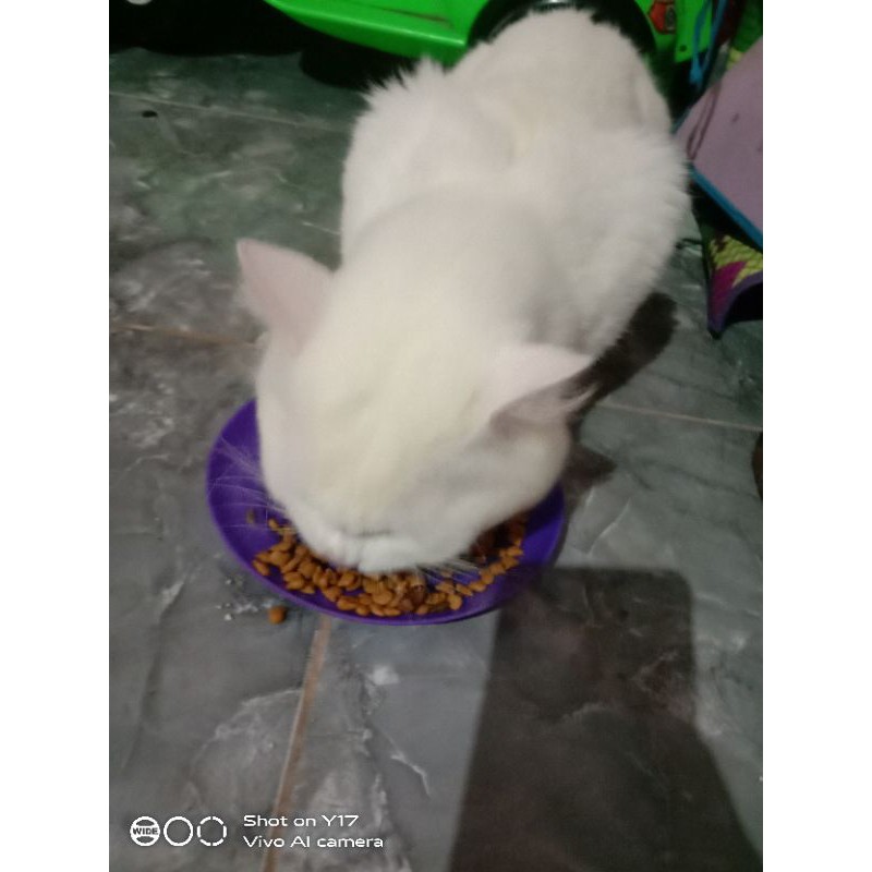 Flatnose longhair