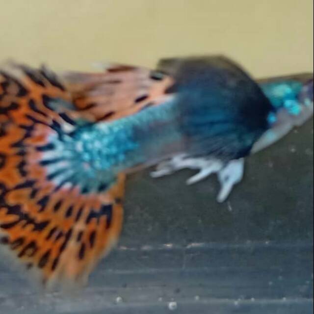 Guppy platinum red mozaik big ear grande A+