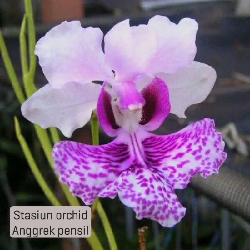 anggrek papilionanthe hookeriana anggrek pensil