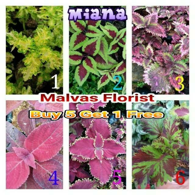 Tanaman hias - bibit bunga miana