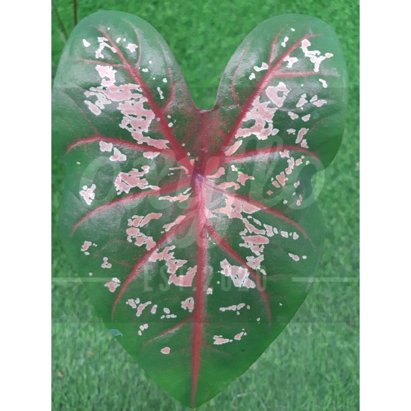 Caladium Carolyn Whorton / Keladi Carolyn Whorton - Anakan