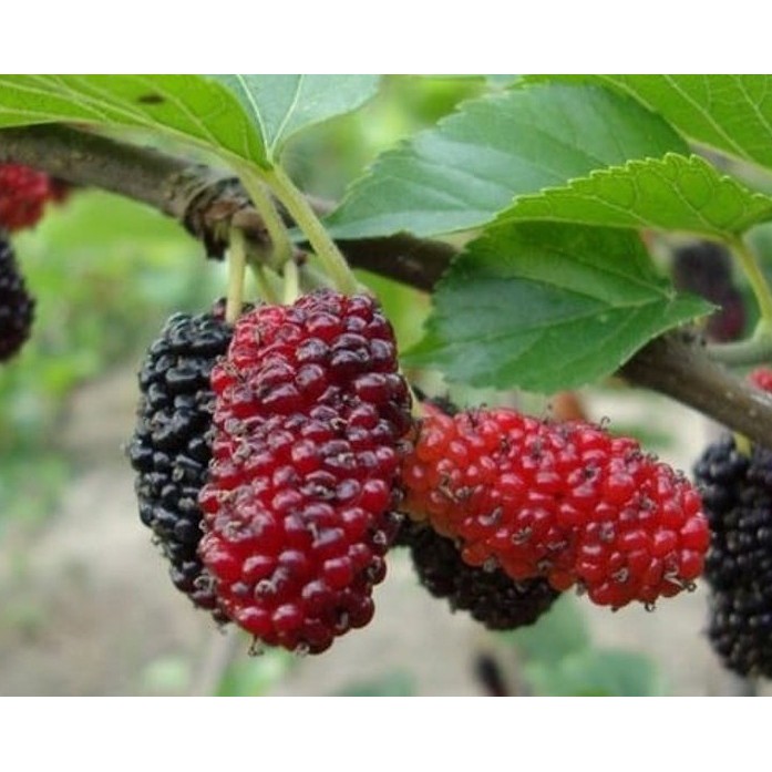 Tanaman Buah Murbei Longberry Bibit Super