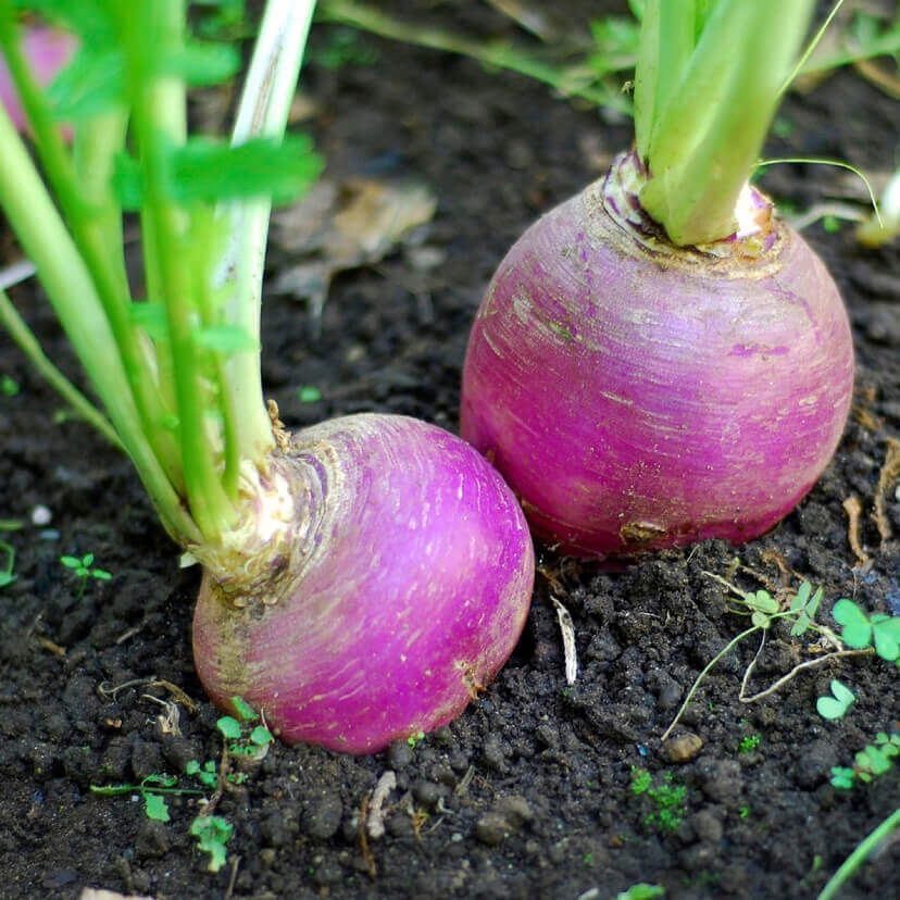 Benih Bibit Biji - Turnip Purple Top White Globe Lobak Bulat Ungu Putih Seeds - IMPORT