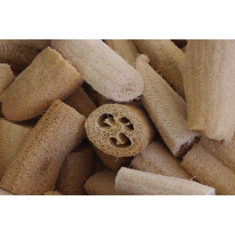 Benih bibit spons luffa loofah blustru sponge isi 5 Biji