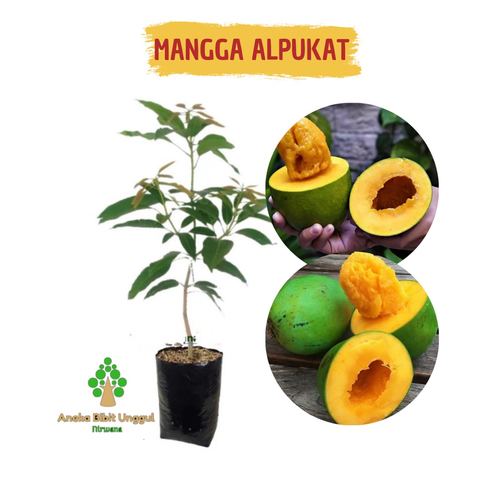 BIBIT BUAH MANGGA ALPUKAT - BIBIT MANGGA ALPUKAT -  BIBIT POHON MANGGA - BIBIT MANGGA -  MANGGA ALPU