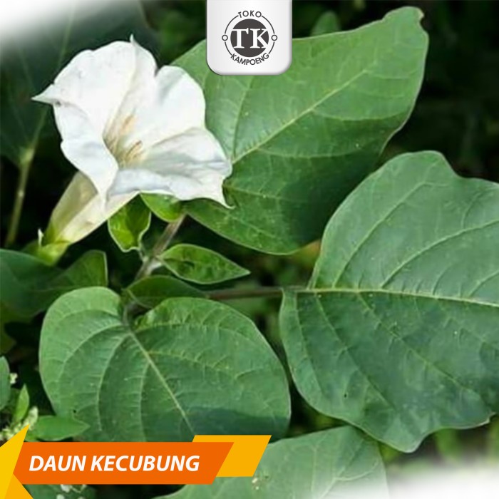 

Herbal DAUN KECUBUNG SEGAR DATURA METEL / FASTULOSA KUCUBUNG - SATUAN