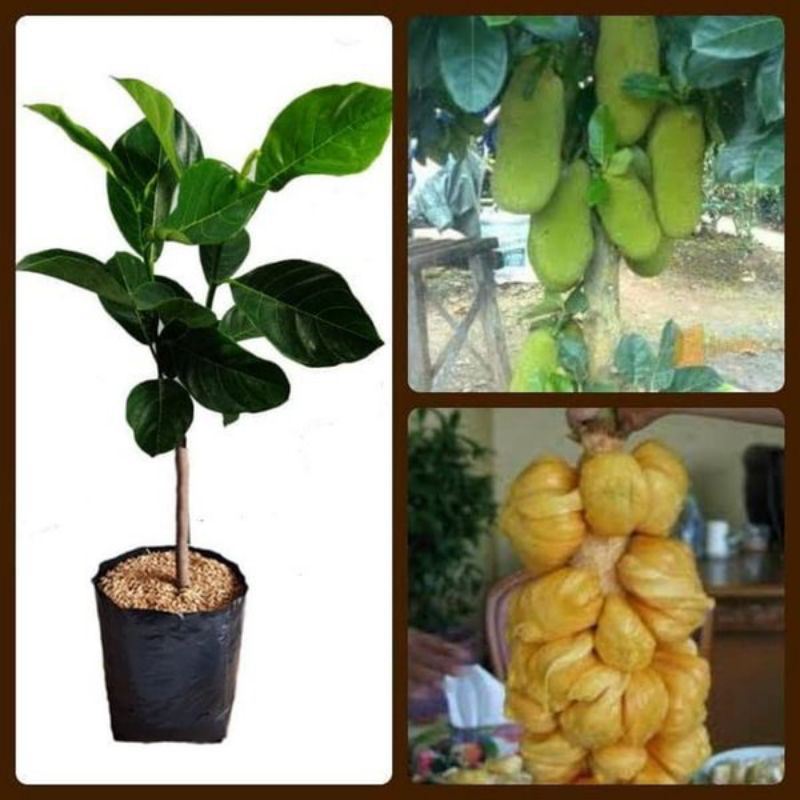 BIBIT NANGKA CEMPEDAK