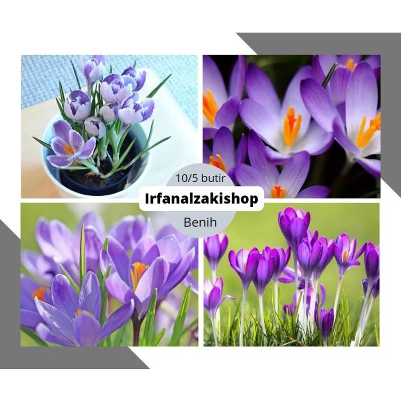 Biji Bunga Saffron crocus Purple Import / Mudah Tumbuh / Benih cantik langkah / tanaman hias / benih