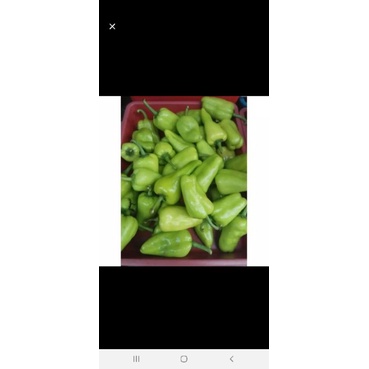 

Cabai / Cabe Hijau Pontianak Segar 500gr