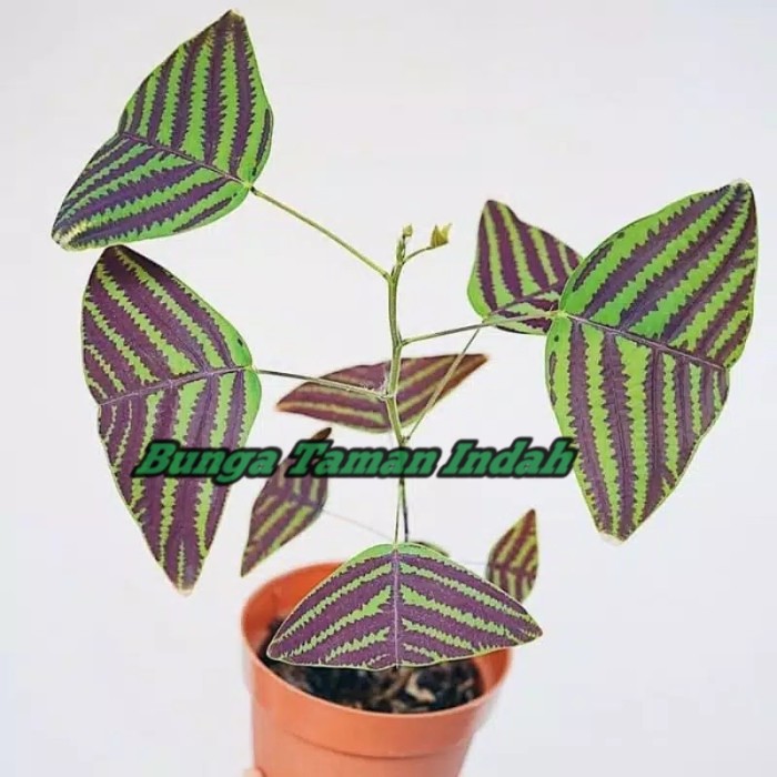 tanaman hias oxalis kupu-kupu Batik - oxalis batik kupu-kupu