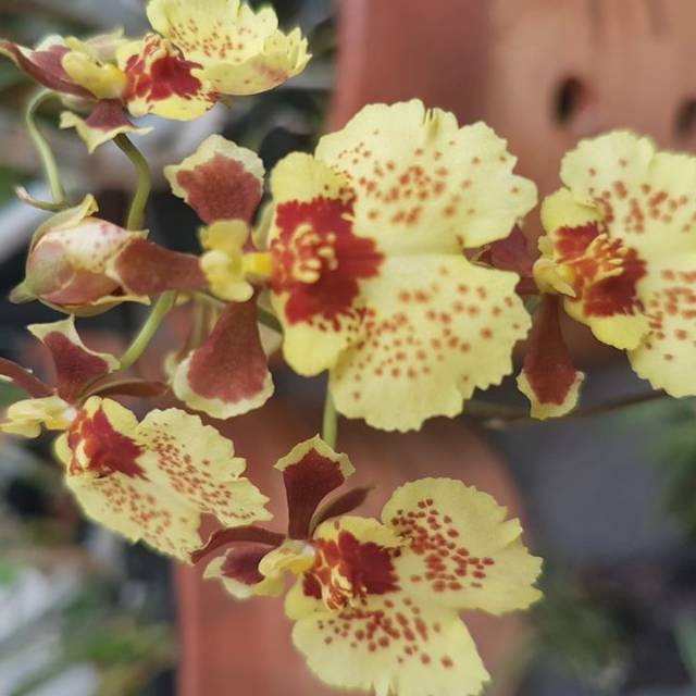 nafisahabdilahkaraman