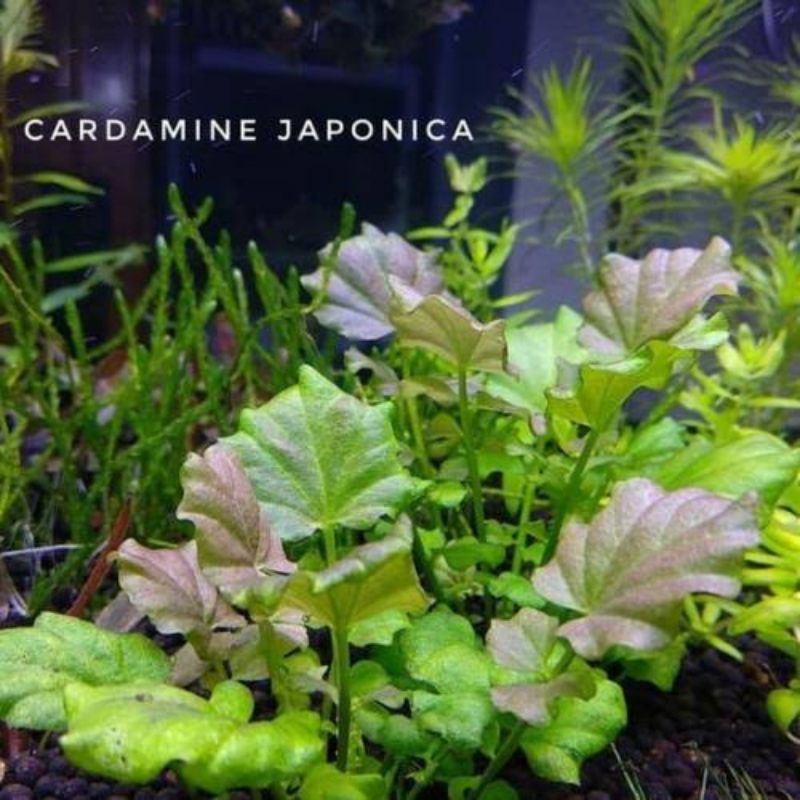 Cardamine japonica ( Tanaman Aquascape Tanpa Co2 )