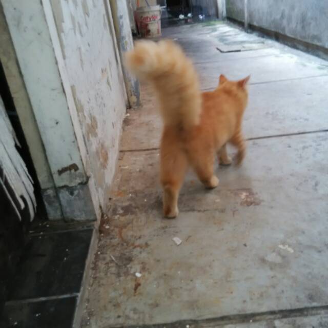 Kucing F3 Vaksin