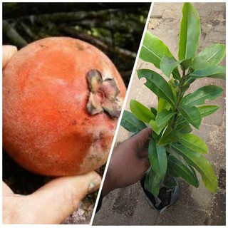 Jual Pohon Buah Bisbull Bibit Tanaman Buah Bisbul Mentega Unik Dan Langka Shopee Indonesia