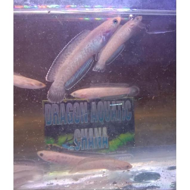 flash sale Chana Andrao Grade A Super++++ 4cm-5cm