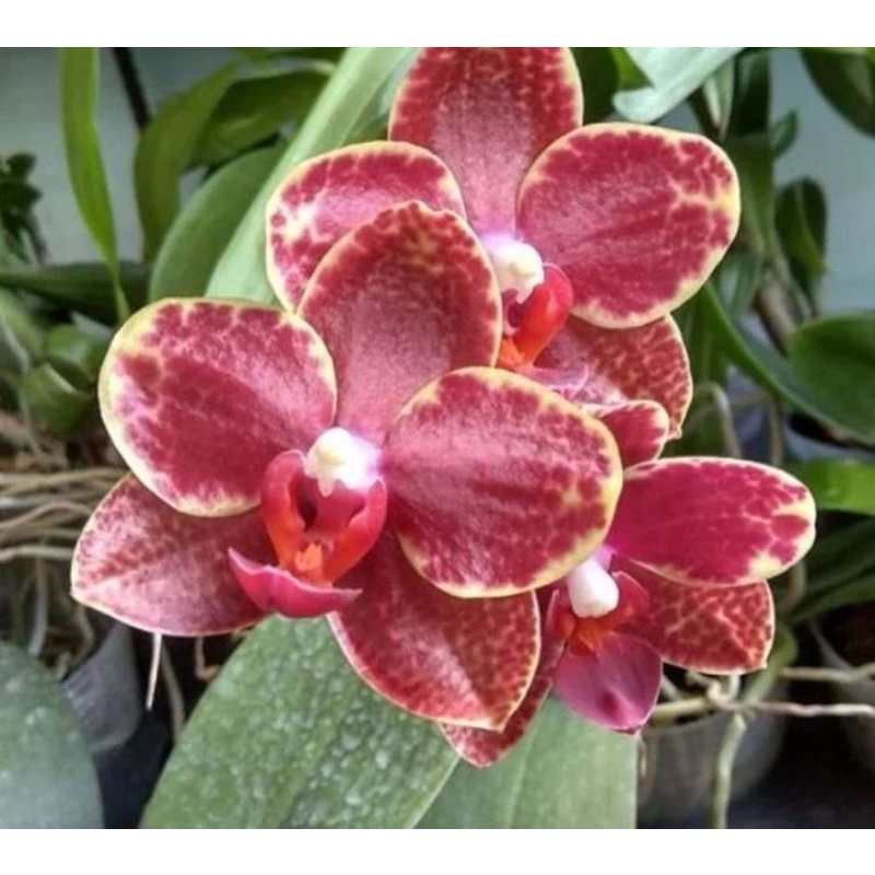 Anggrek Bulan Dewasa